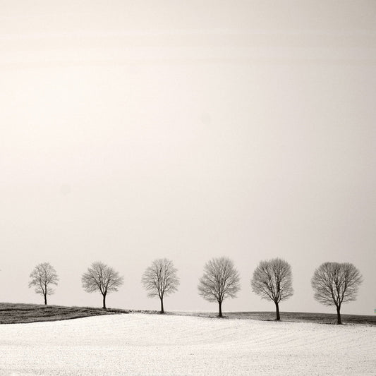 Tree Line