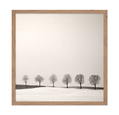 Tree Line