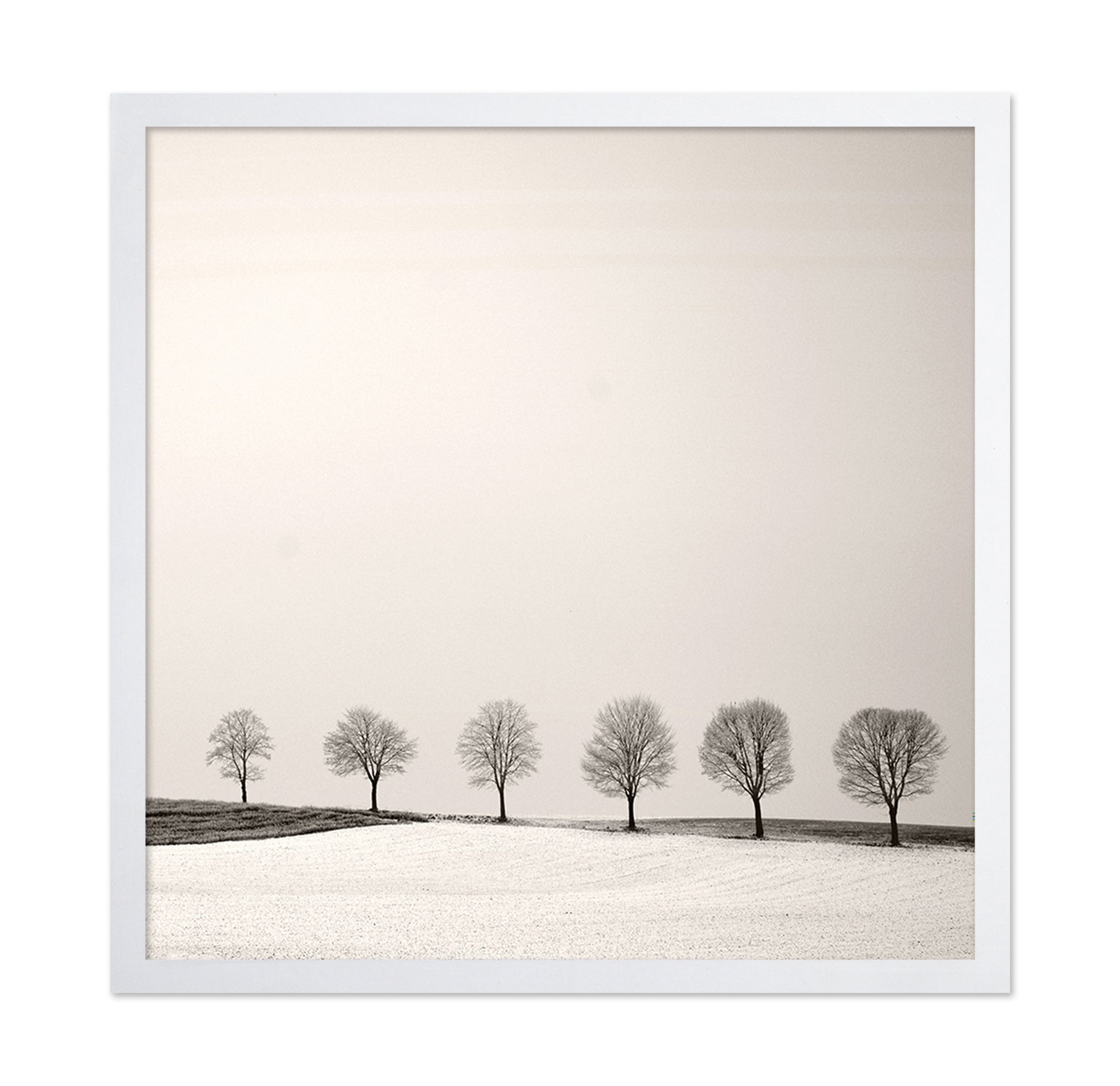 Tree Line