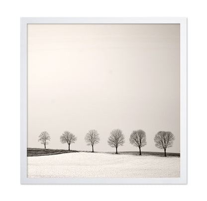 Tree Line