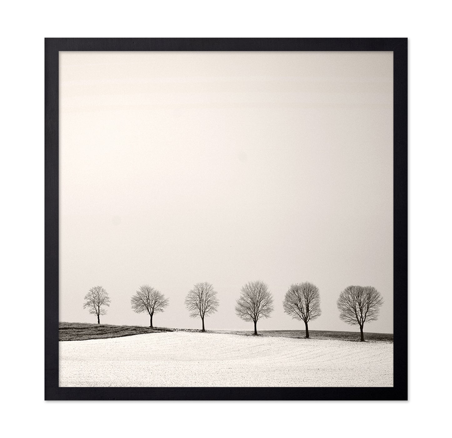 Tree Line