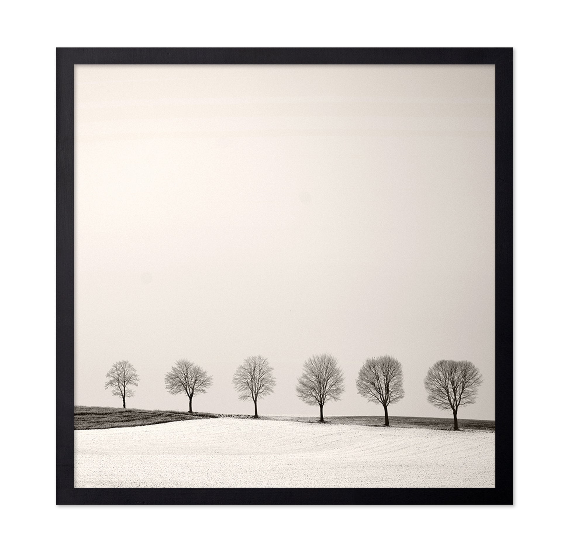 Tree Line