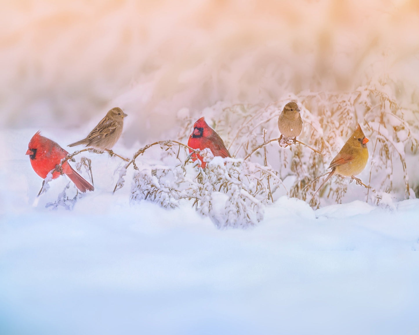 Snowy Morning Party