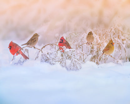 Snowy Morning Party