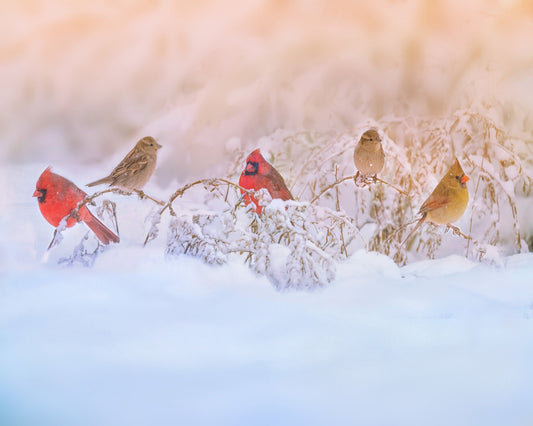 Snowy Morning Party