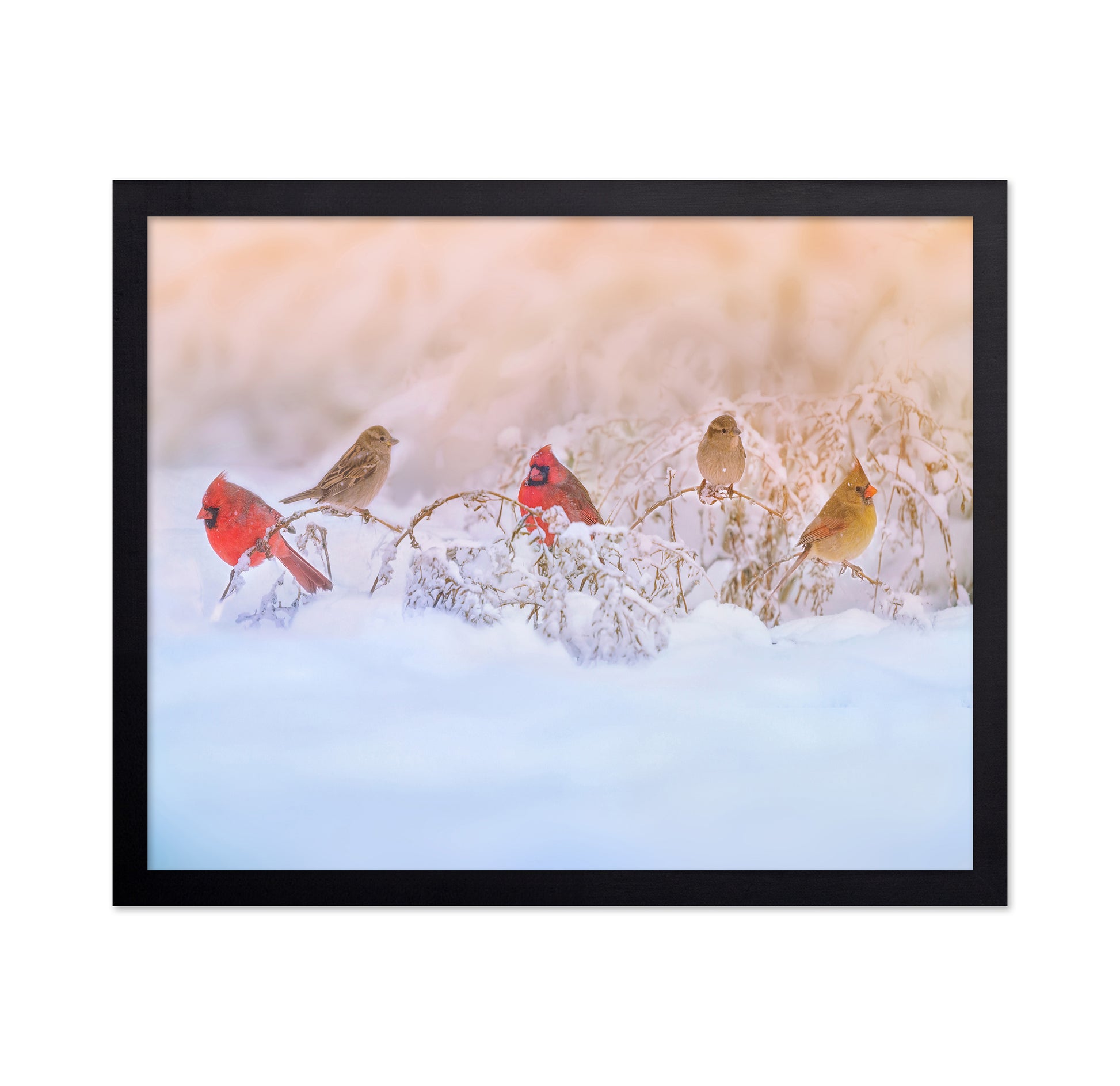 Snowy Morning Party