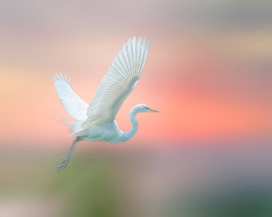 Morning Dance