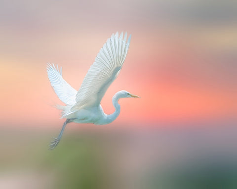 Morning Dance