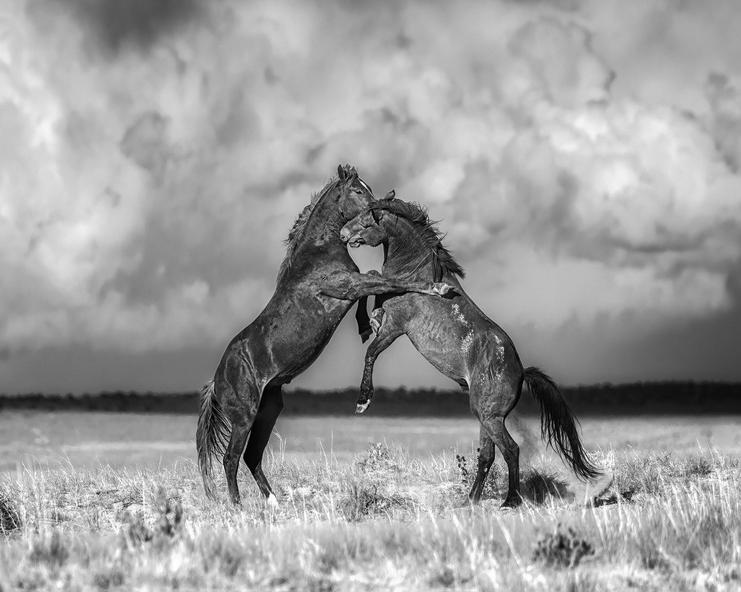 Fighting Stallions