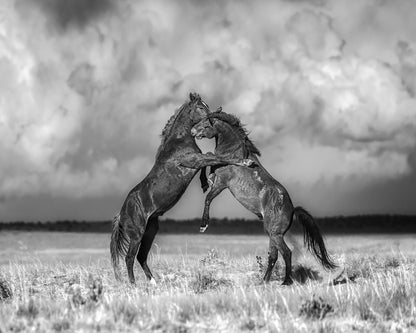 Fighting Stallions