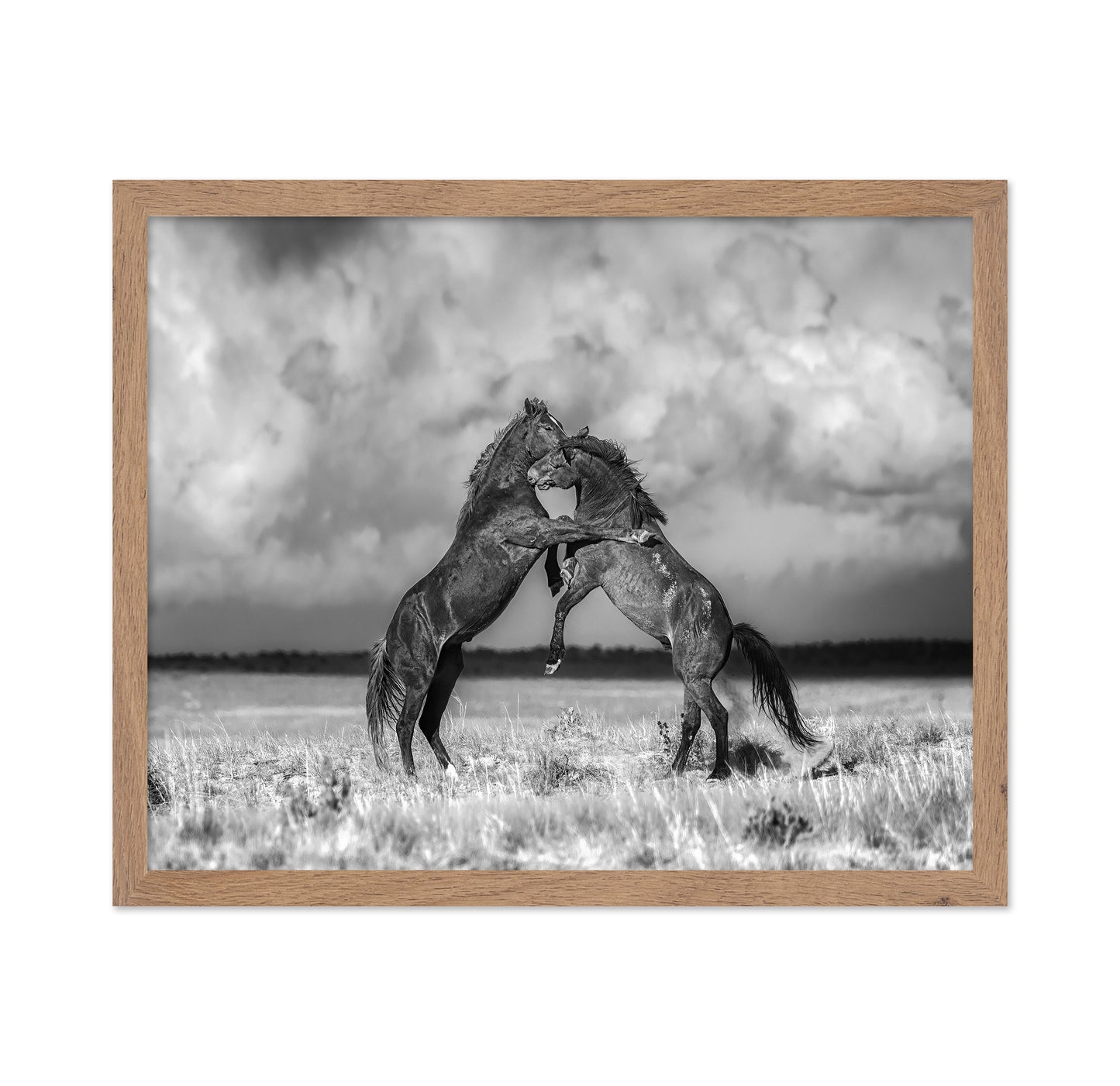 Fighting Stallions