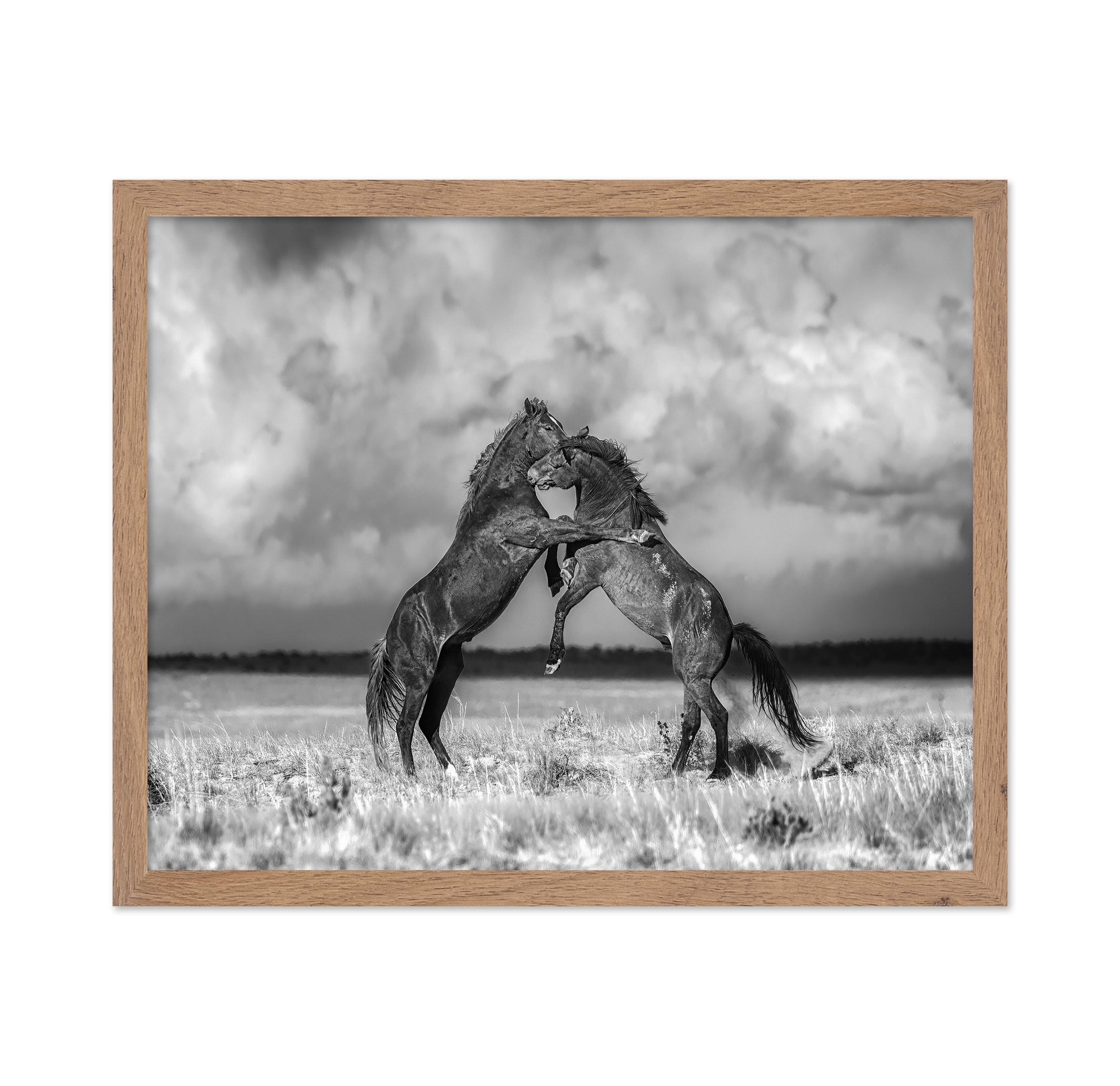 Fighting Stallions