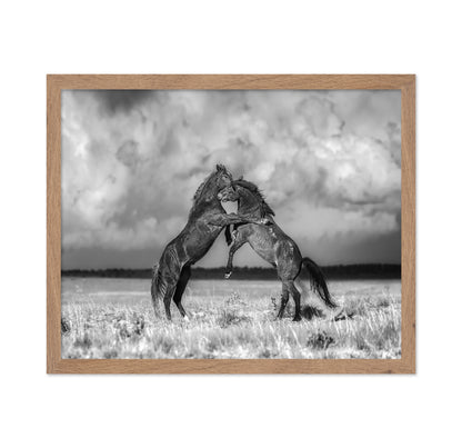 Fighting Stallions