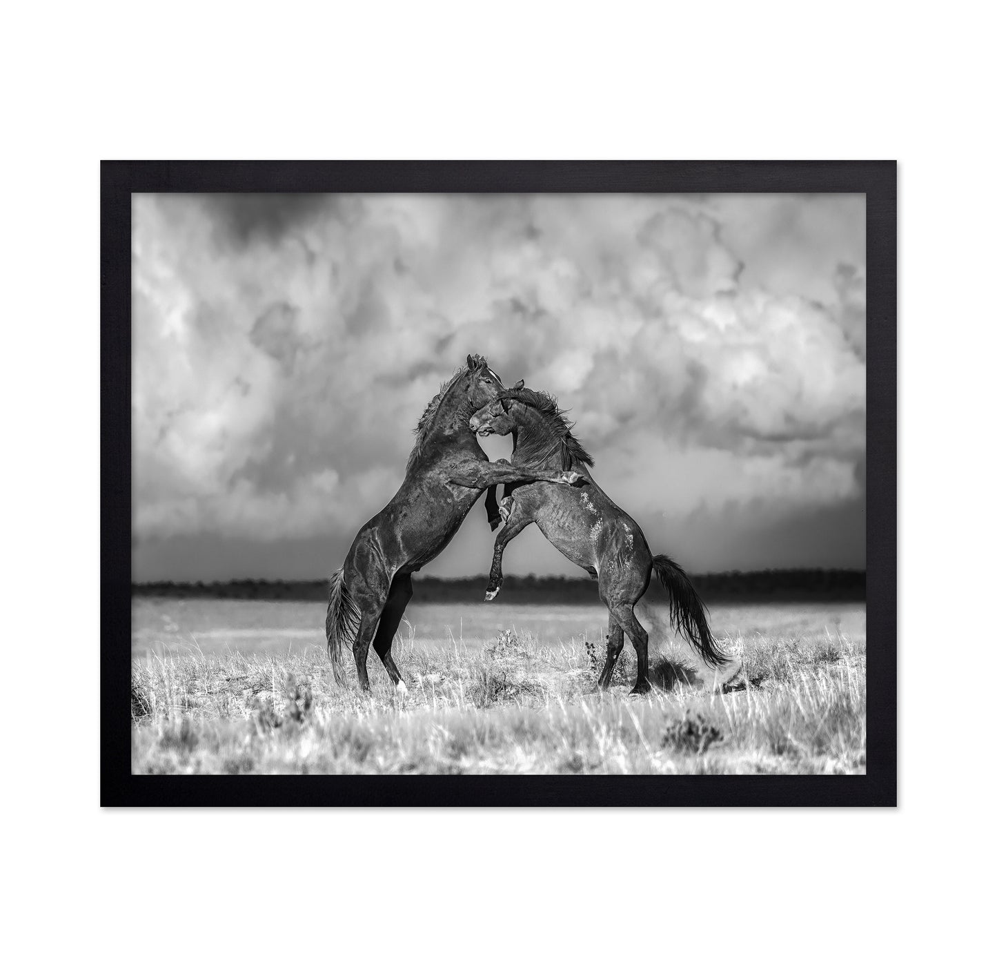 Fighting Stallions