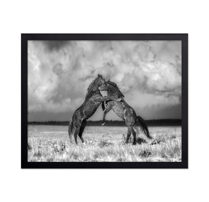 Fighting Stallions