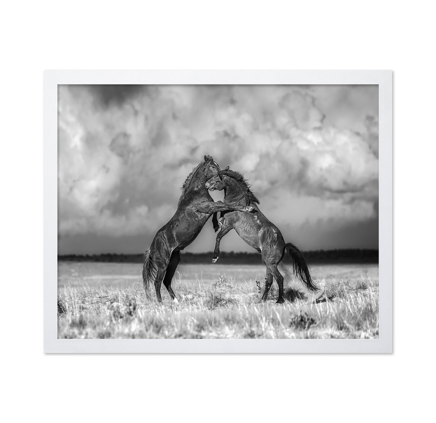 Fighting Stallions