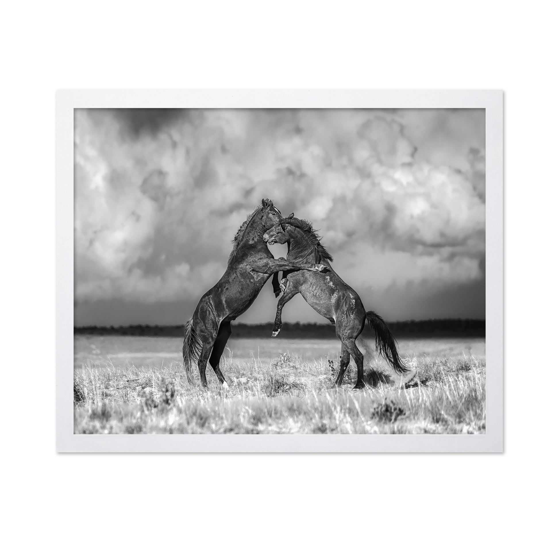 Fighting Stallions