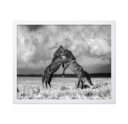 Fighting Stallions