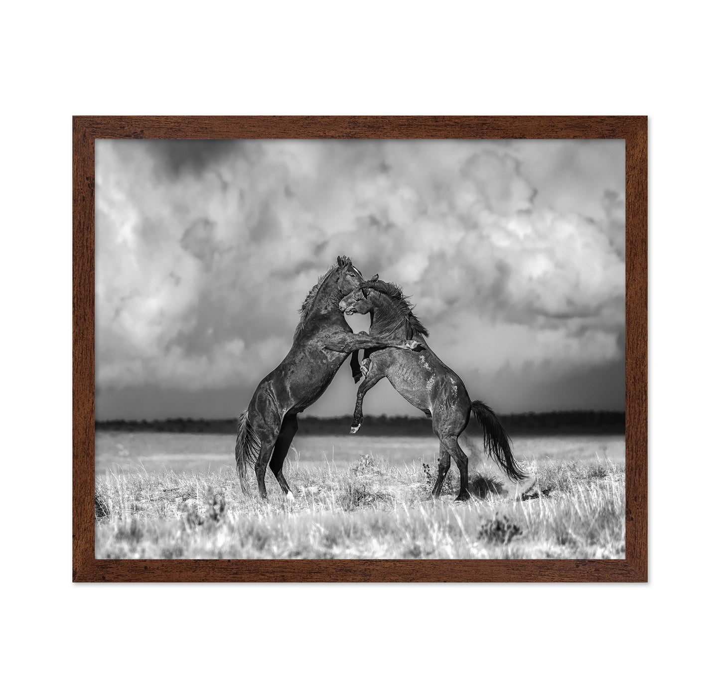Fighting Stallions