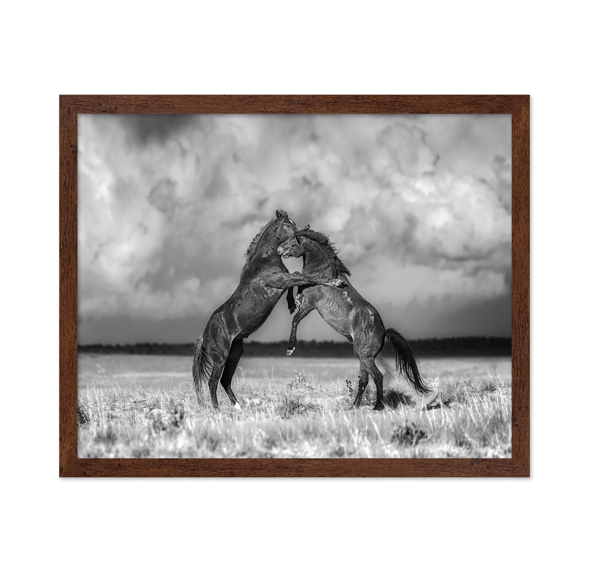 Fighting Stallions