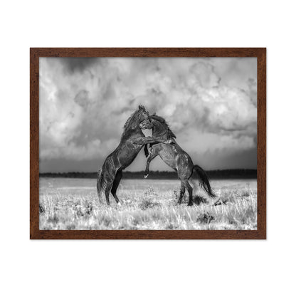 Fighting Stallions