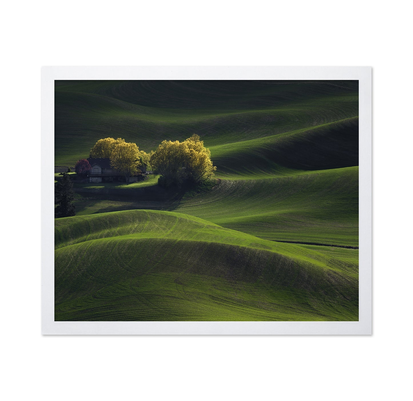 Palouse Field in May