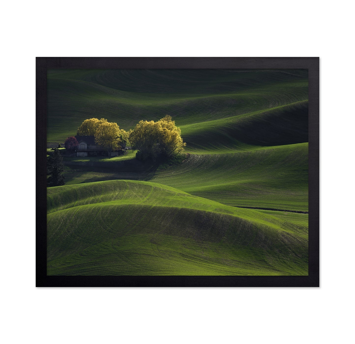 Palouse Field in May