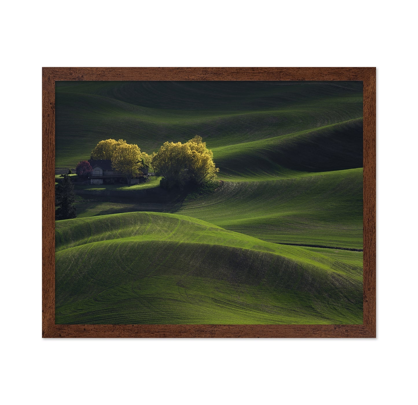 Palouse Field in May