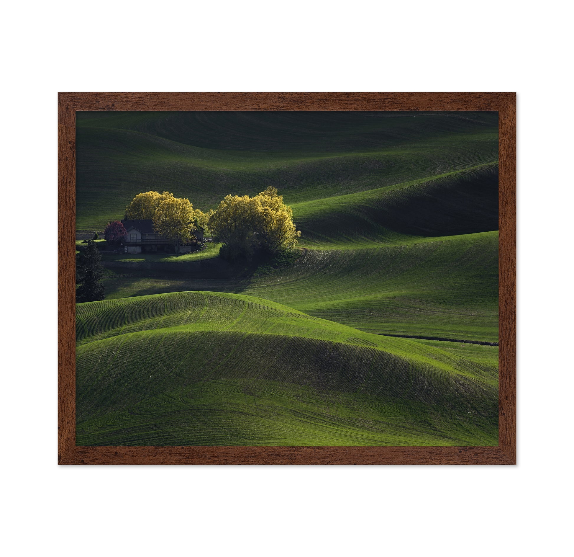 Palouse Field in May