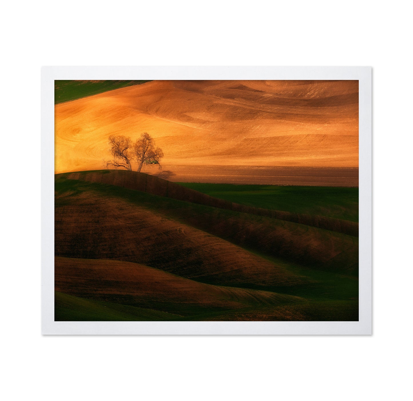 Sunset Tree on Field