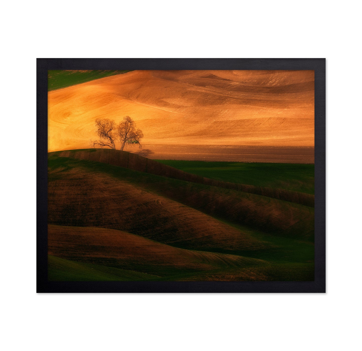Sunset Tree on Field