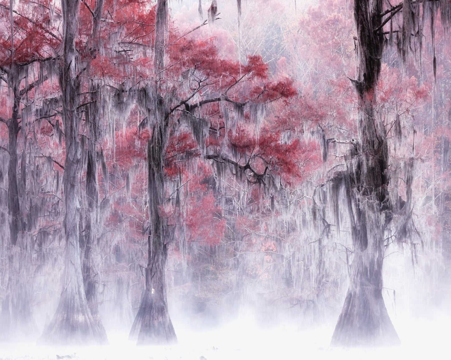 Foggy Fall Foliage at Caddo Lake
