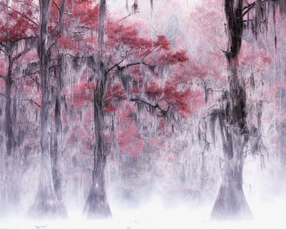 Foggy Fall Foliage at Caddo Lake