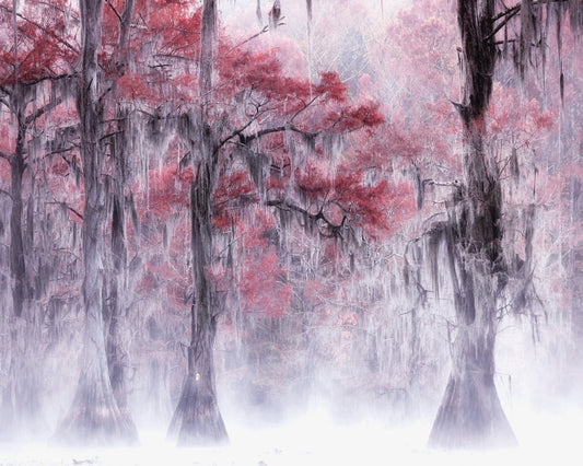 Foggy Fall Foliage at Caddo Lake