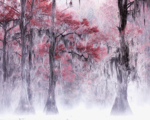 Foggy Fall Foliage at Caddo Lake