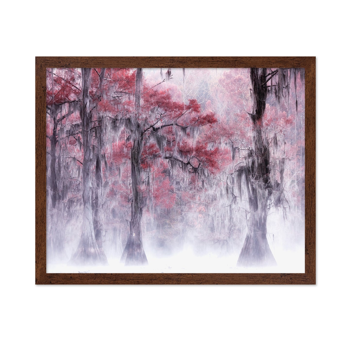 Foggy Fall Foliage at Caddo Lake