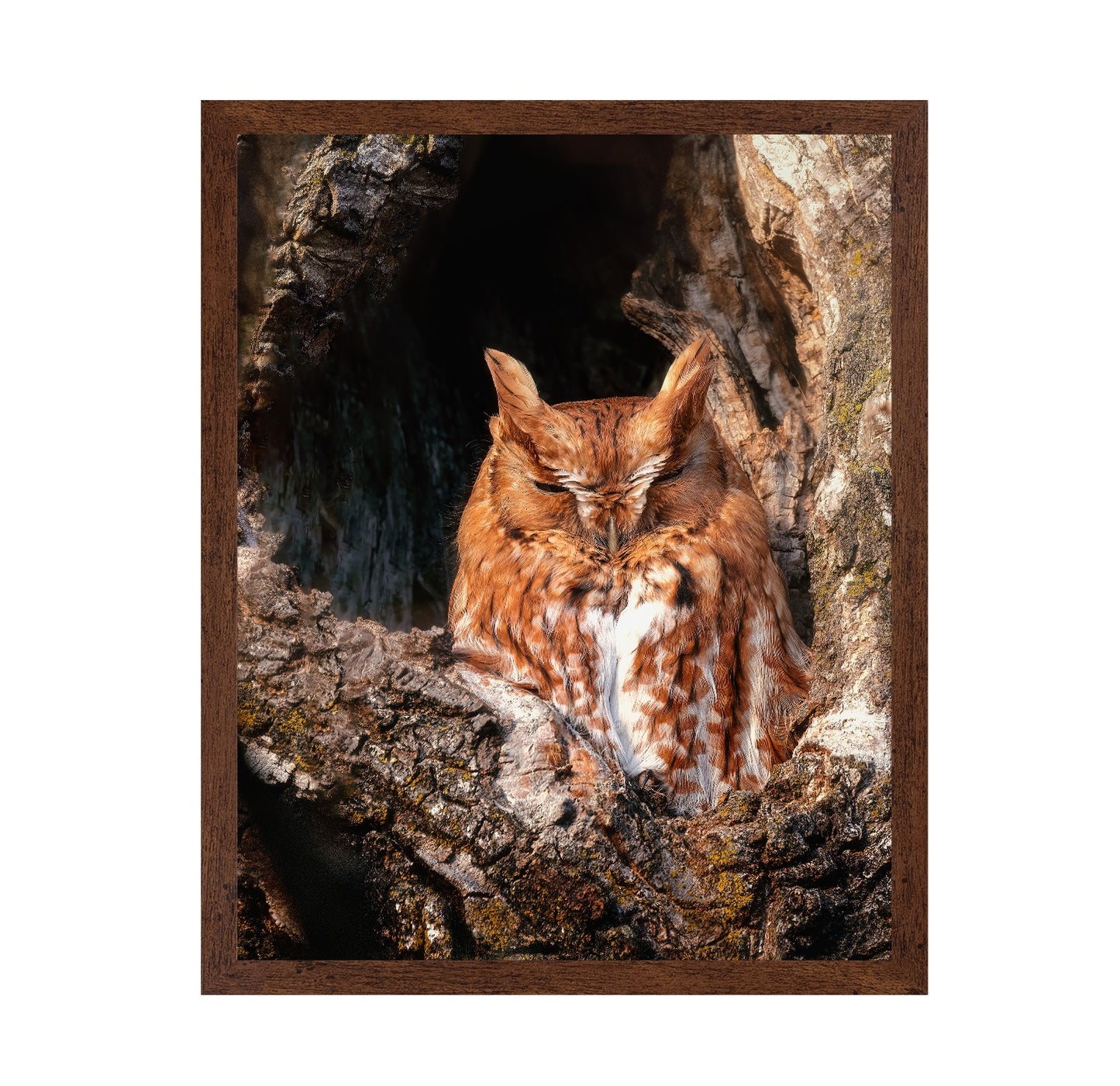Eastern Screech-Owl