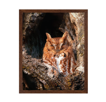 Eastern Screech-Owl