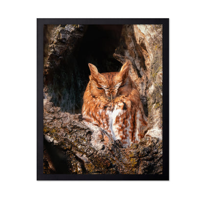 Eastern Screech-Owl