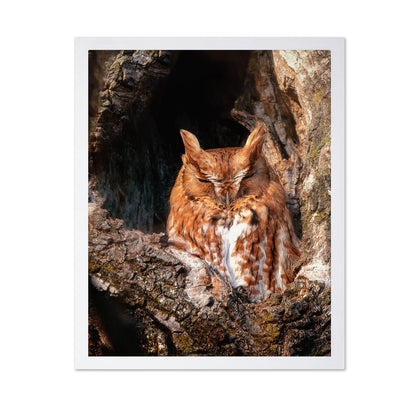 Eastern Screech-Owl