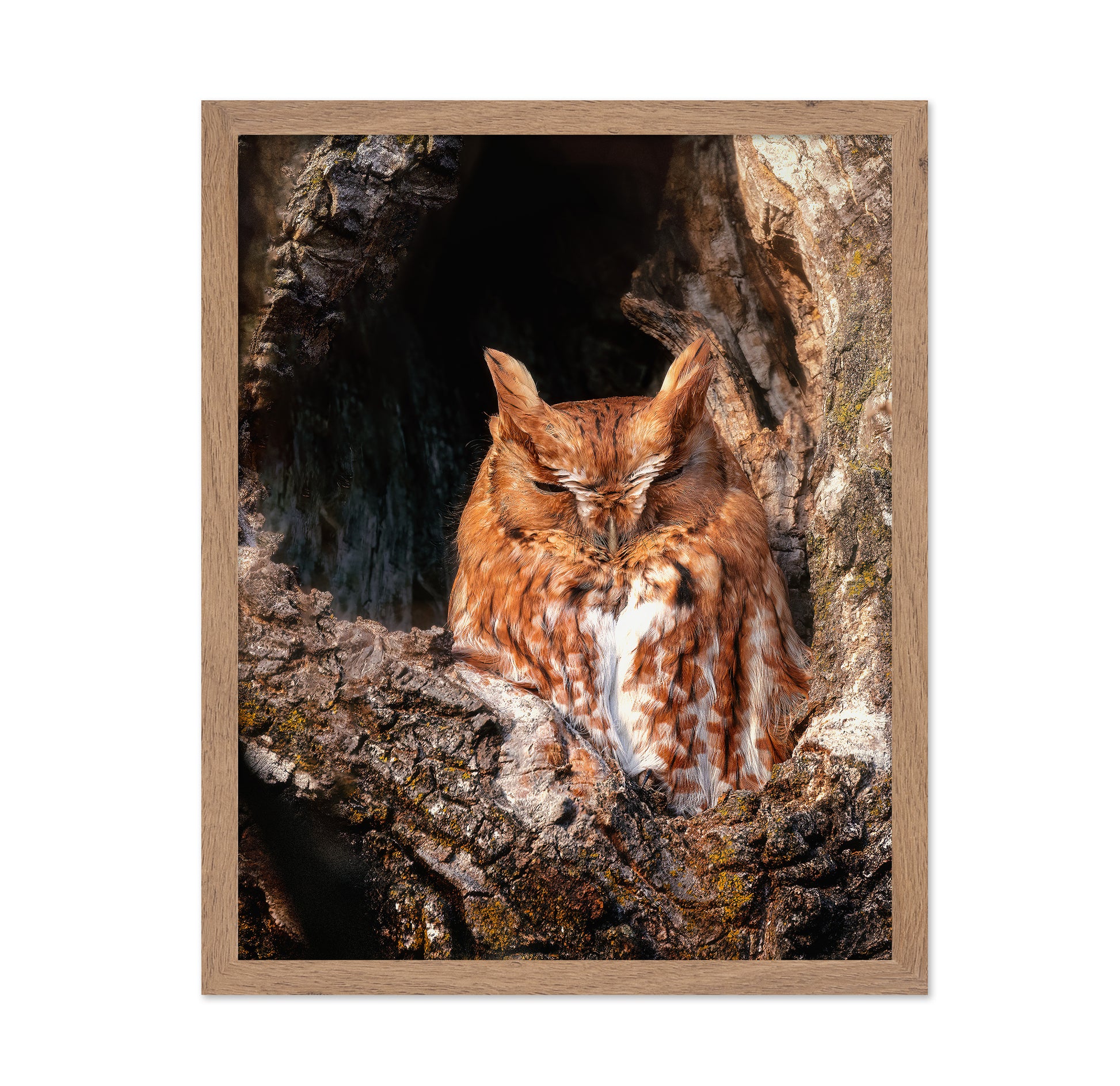 Eastern Screech-Owl