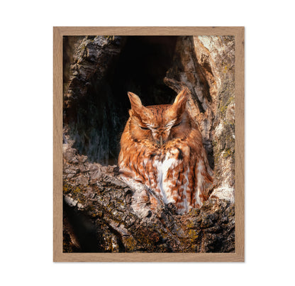 Eastern Screech-Owl