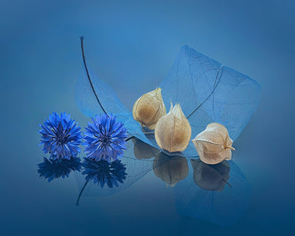 Blue Cornflowers and Physalis