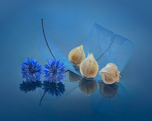 Blue Cornflowers and Physalis