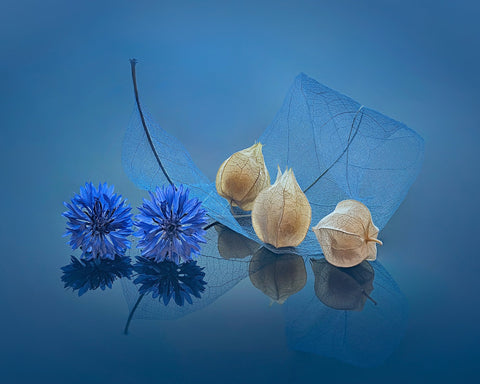 Blue Cornflowers and Physalis