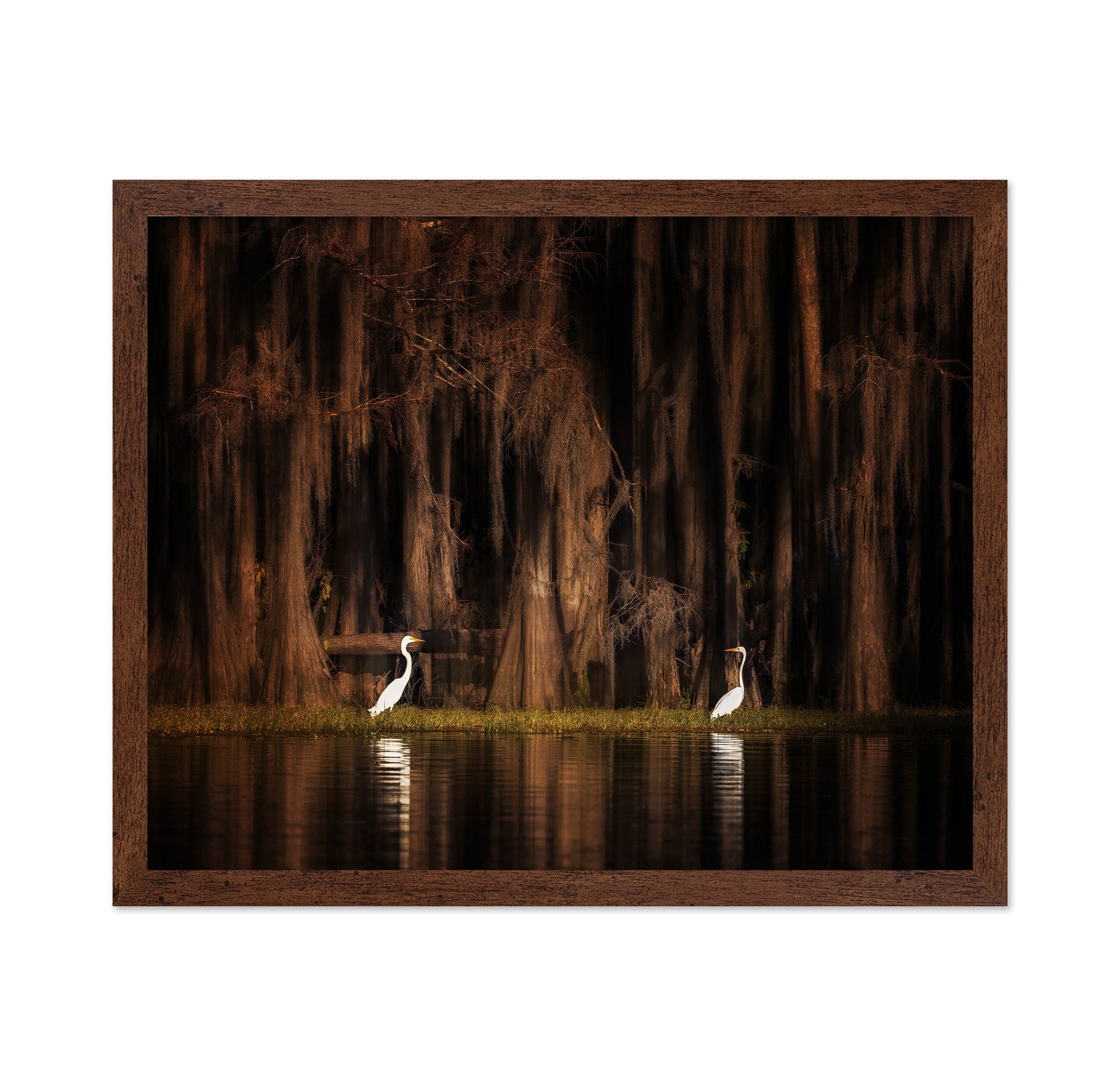 Creatures of Caddo Lake