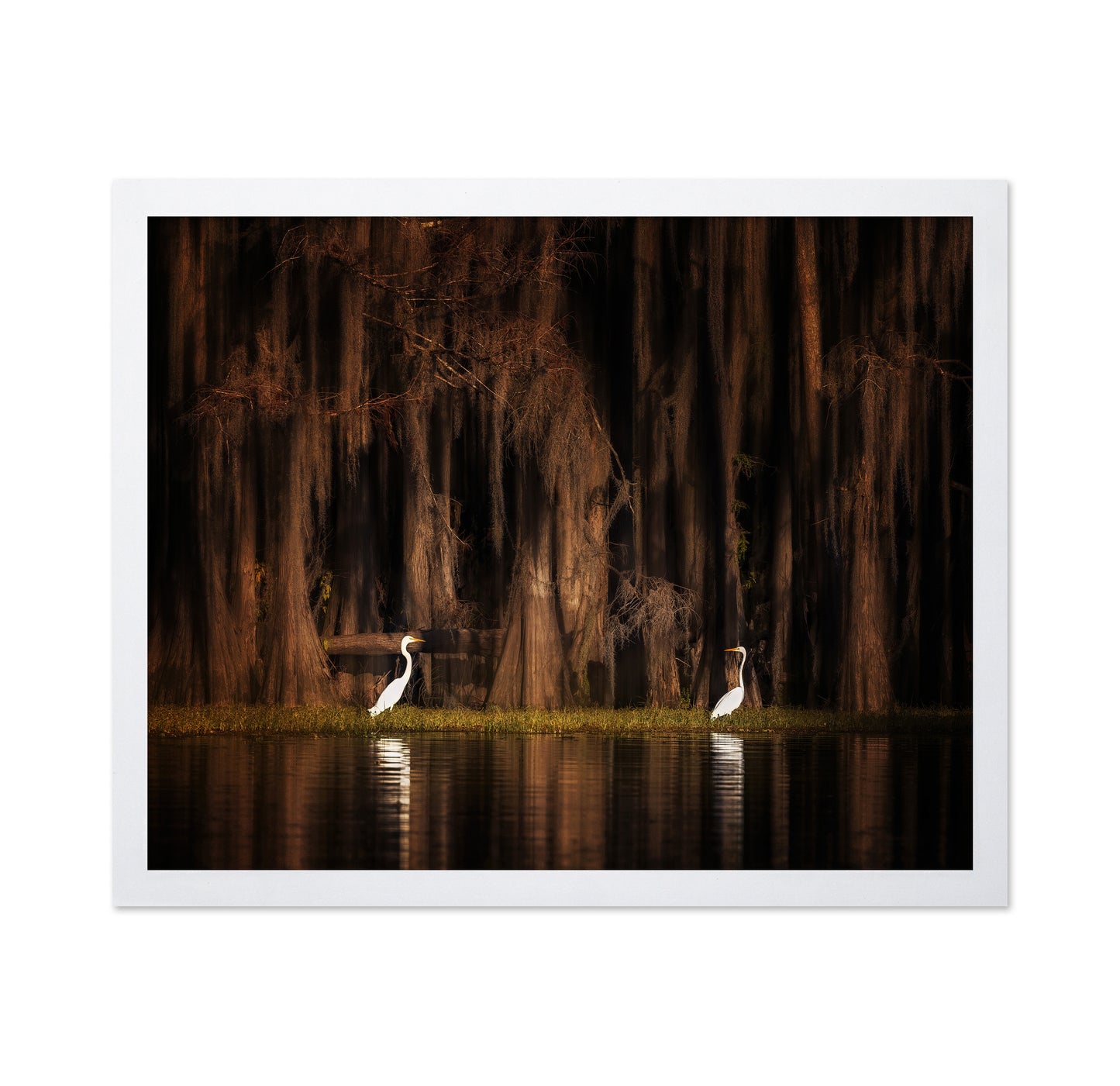 Creatures of Caddo Lake