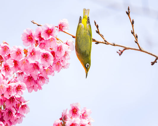 Early Spring