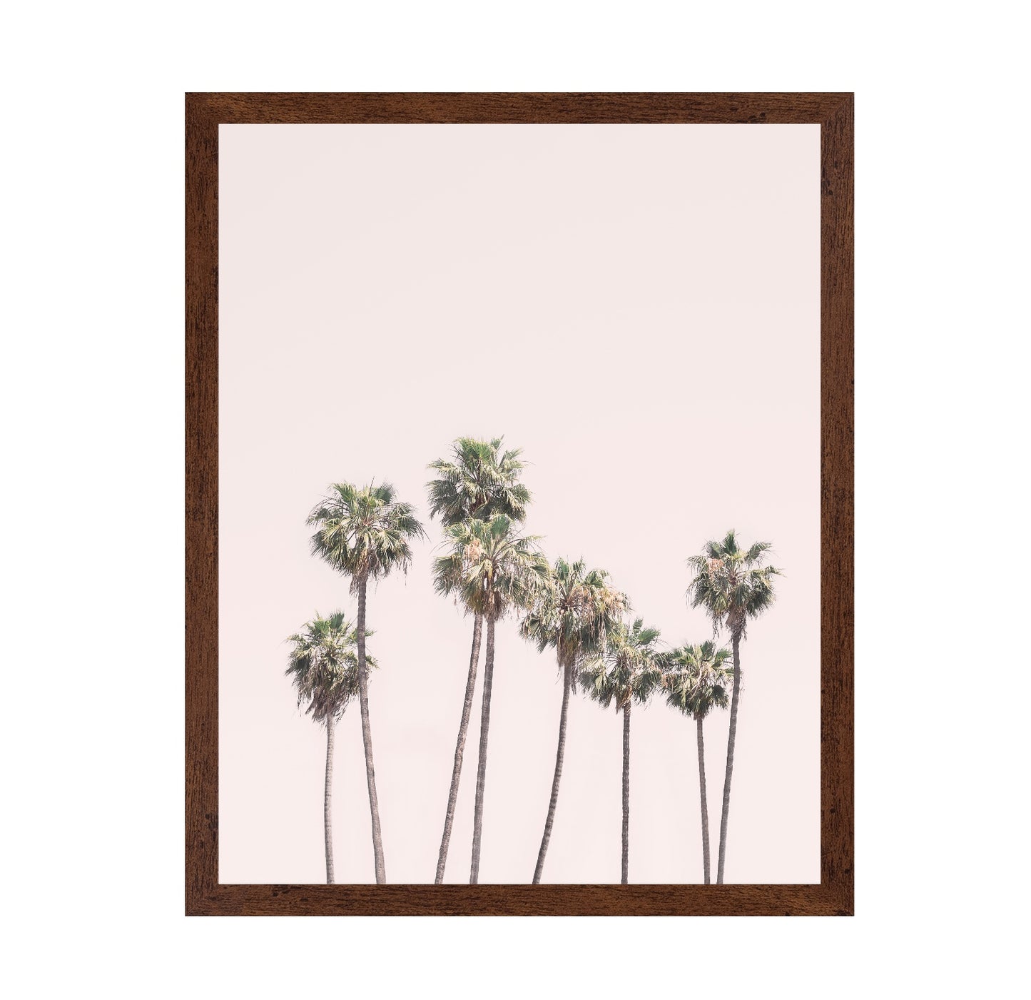 Blush Palms