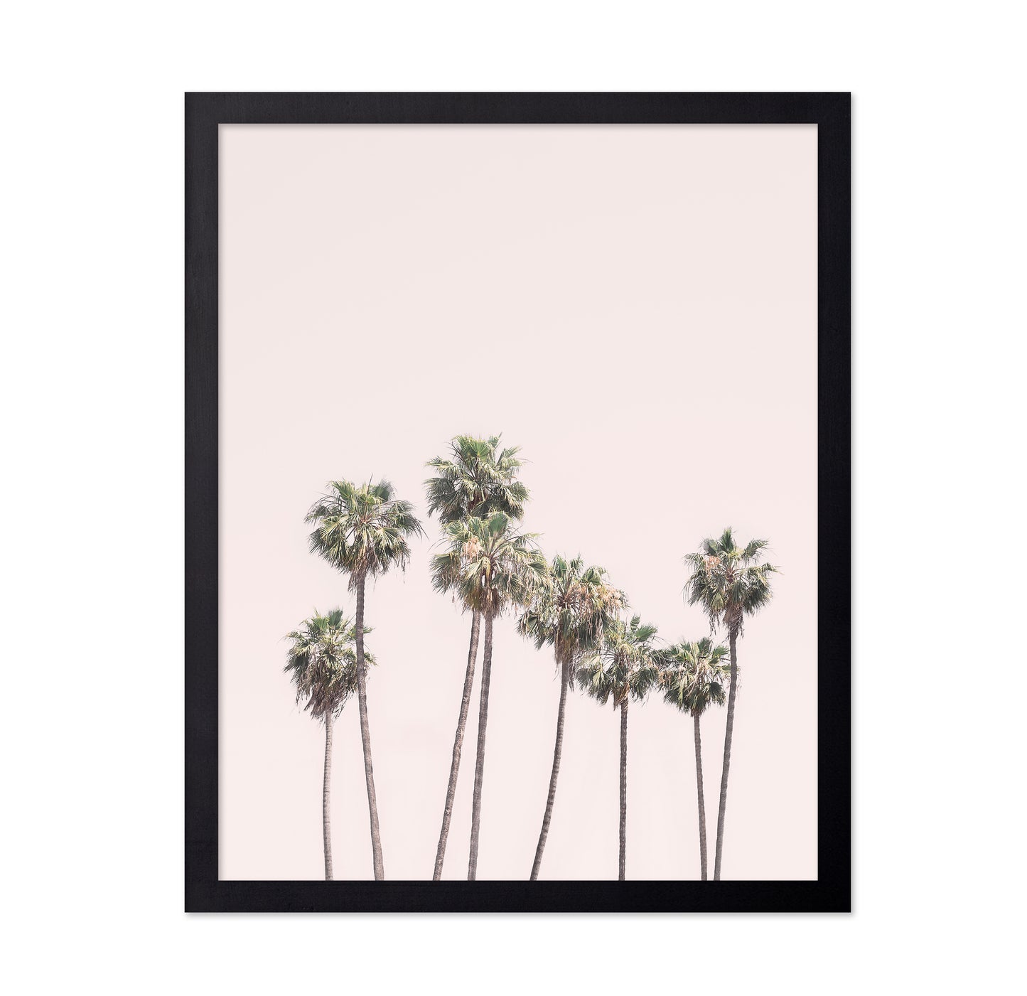 Blush Palms